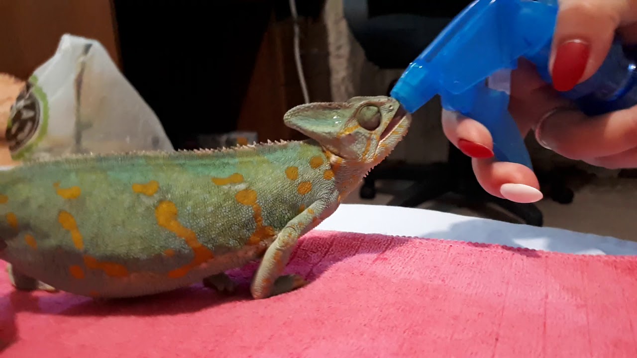 Йеменский Хамелеон Глафира.Роды и их особенности.Рекомендации😊 - YouTube