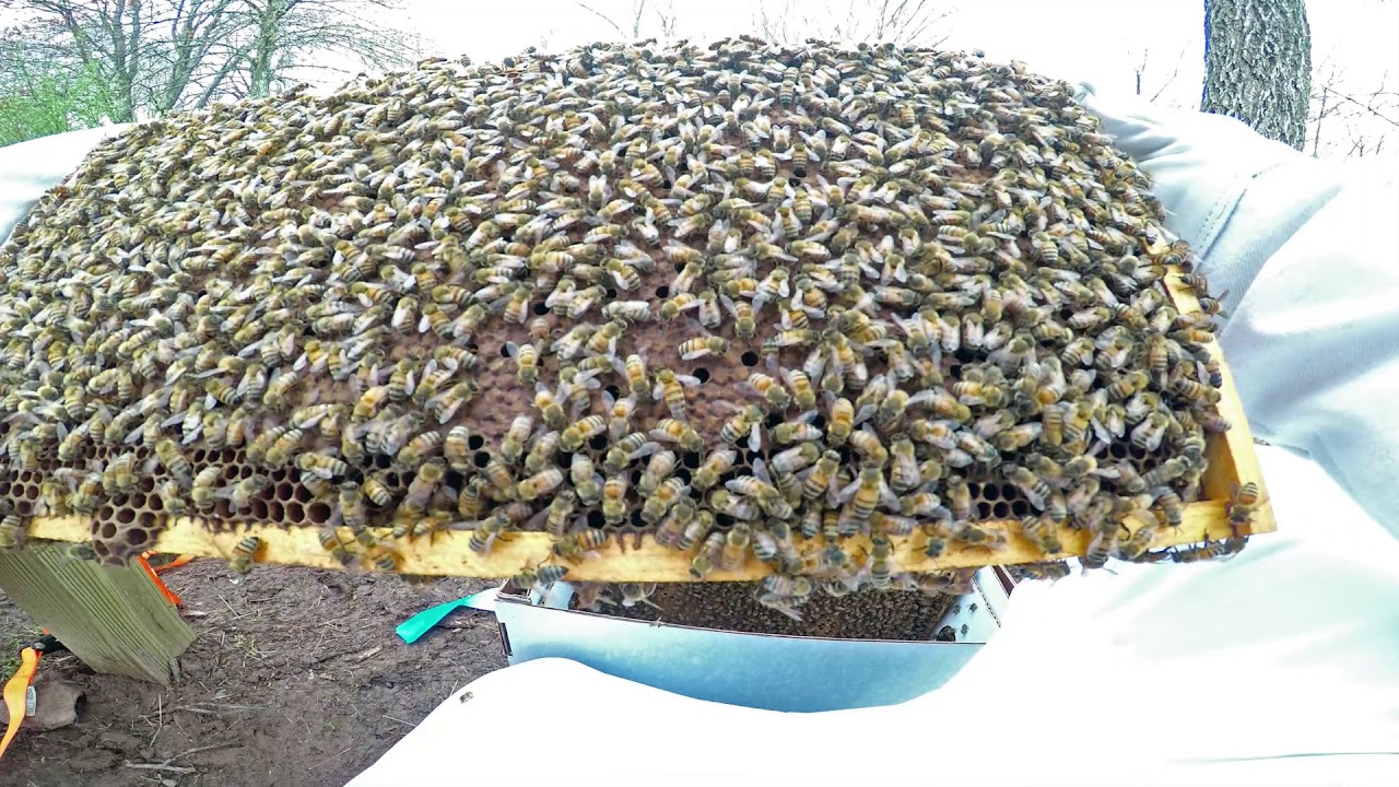 Installing a nuc of honey bees into Apimaye beehive