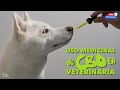Uso medicinal de CBD en veterinaria