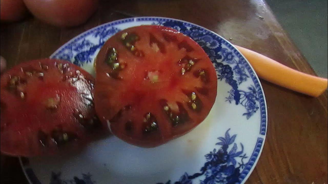 Томат Шоколадный пончик. - YouTube