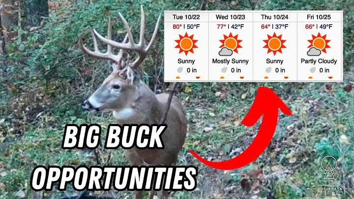 Does Weather Affect Deer Movement?