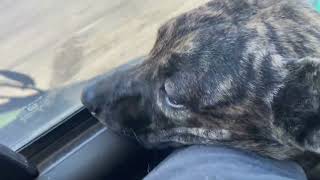 Pup on lap by Adventures with Al 14 views 6 days ago 49 seconds