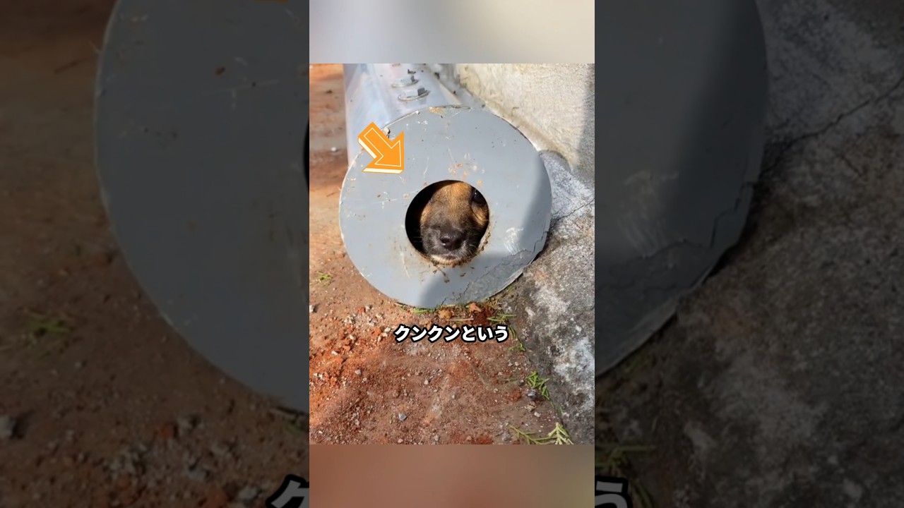 排水管に閉じ込められた子犬 #子犬 #保護犬 #犬の救出 #感動実話 #小さな命