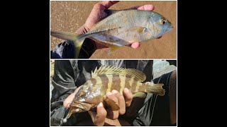 Fishing a basin..... Kingfish and surprise catch Rockcod.