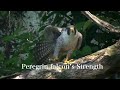 Peregrine falcon - see his abilities『隼・その実力を見る』