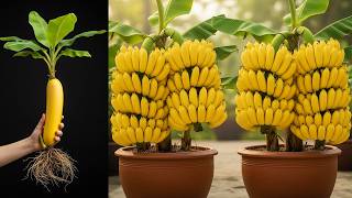 🔴LIVE: Best Techniques for Growing Banana Get amazing results #lives #livestream