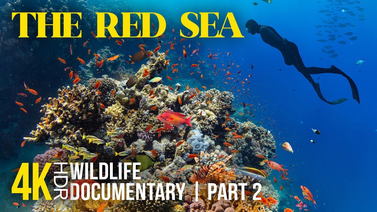 Подводный мир Красного моря в 8K HDR | Красочные коралловые рифы и морская жизнь | Документальный...