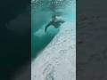 Access denied #surfing #wave #ocean