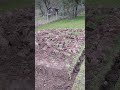 🌼 Mühsam ernährt sich das Eichhörnchen | #shorts