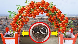 The Secret To Growing Tomatoes Makes Them Produce Like Crazy