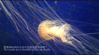 Chinese Lesson - Georgia Aquarium and Sea Animals Chinese Lesson - Georgia Aquarium and Sea Animals