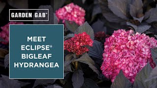 Meet Eclipse® Bigleaf Hydrangea