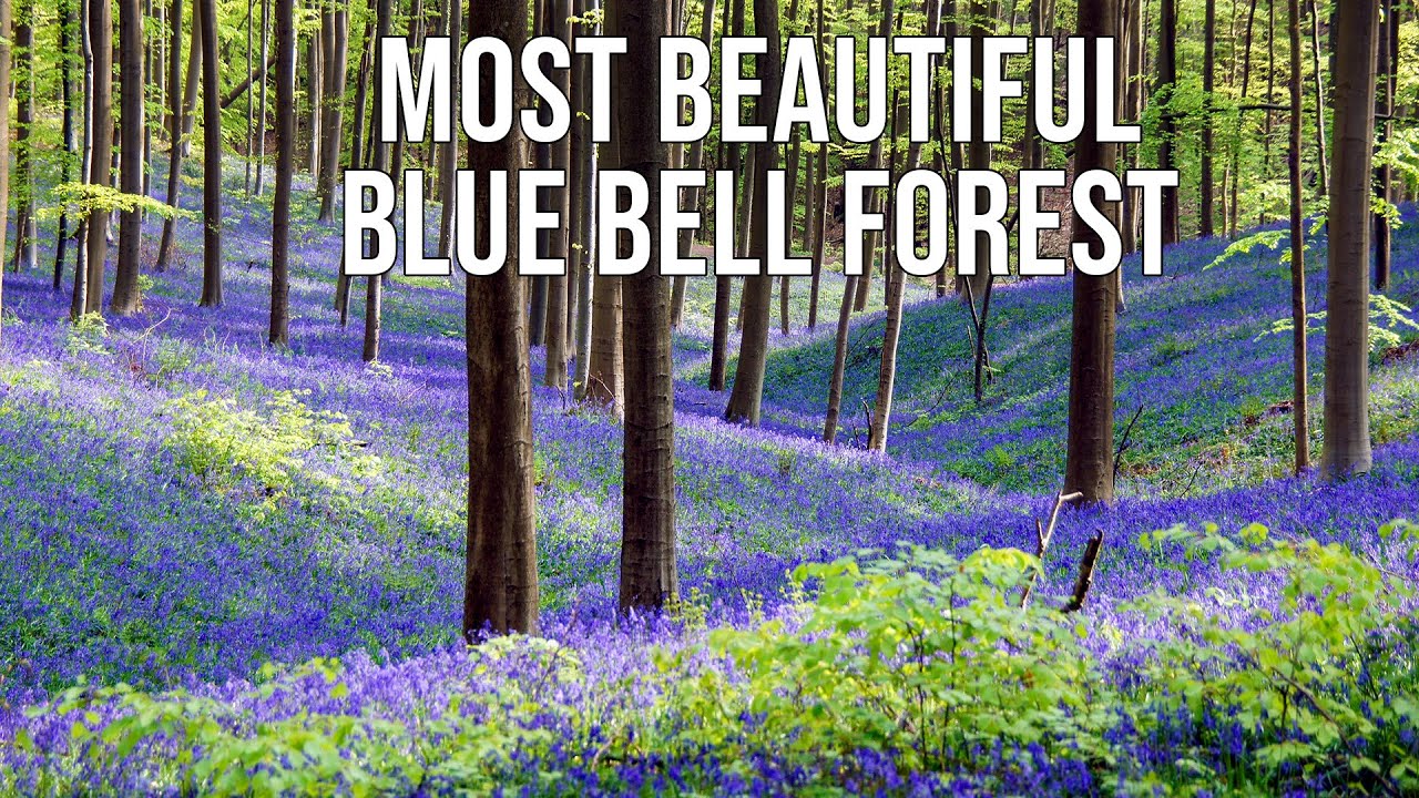 Hallerbos: Most Beautiful Bluebell Forest in Belgium!