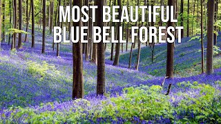 Hallerbos: Most Beautiful Bluebell Forest in Belgium!
