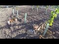 Cazando conejos con podencos en viñas