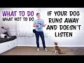 What TO do and what NOT to do if your dog runs away and doesn't listen