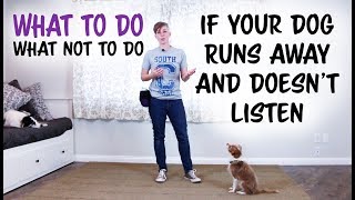 What TO do and what NOT to do if your dog runs away and doesn