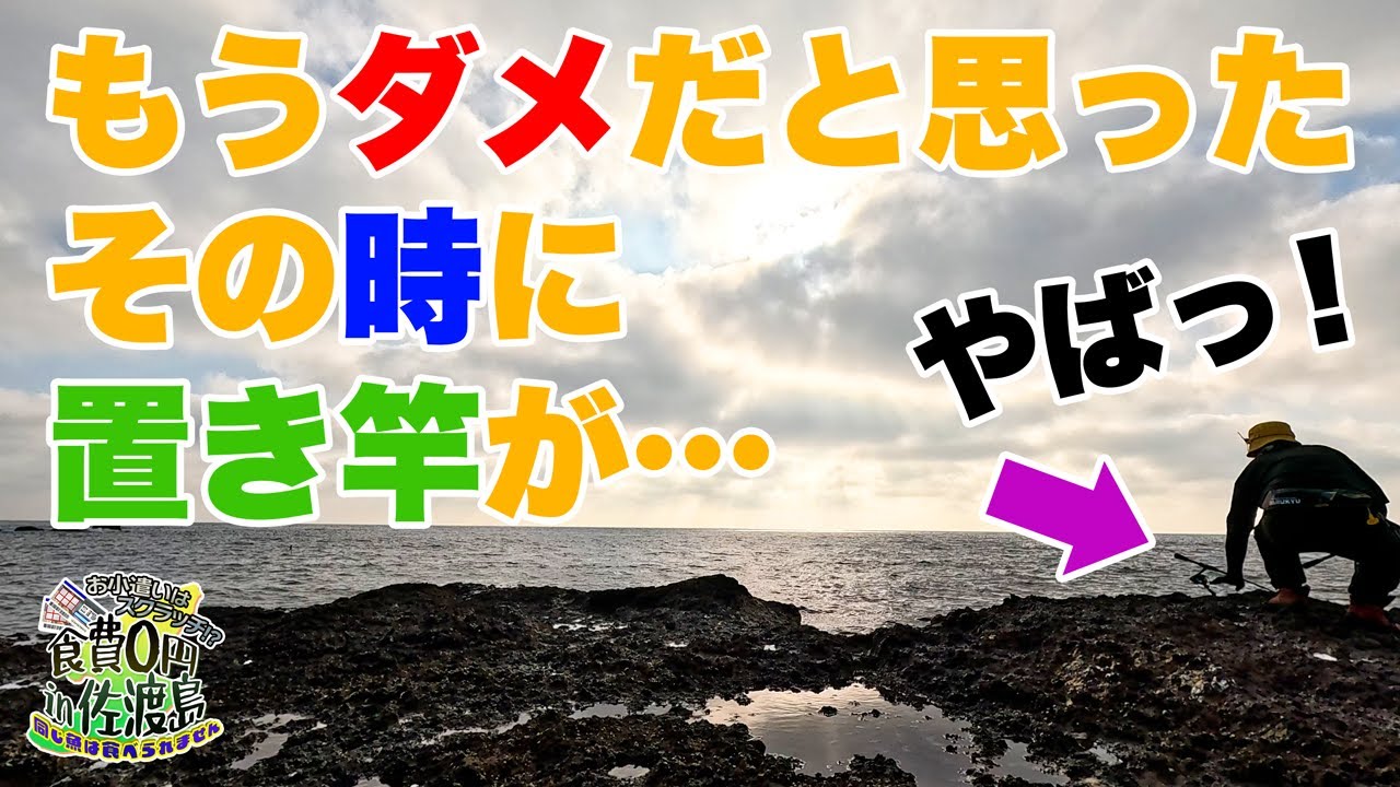 佐渡の磯で足元にエビを放置していたら竿が…