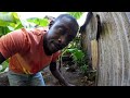 Kingston City, how to  mentaining your backyard Farm without 🌧  rainfall for months