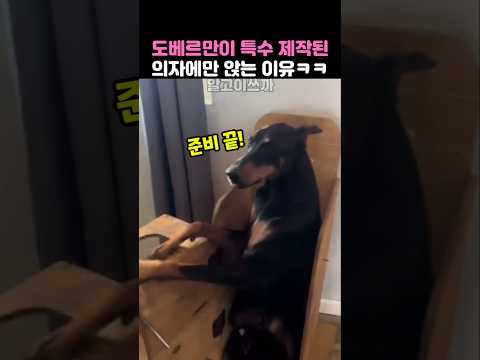 도베르만이 특수 제작된 의자에 앉는 이유ㅋㅋ thumbnail