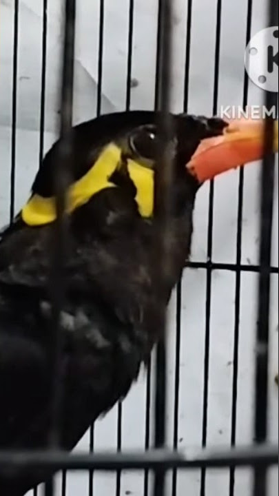 Beo Gacor Emosi #shortsvideo