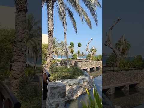 Video: Onko palmu latvuspuu?