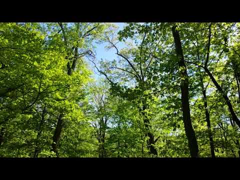 ASMR trees sway deep in the forest