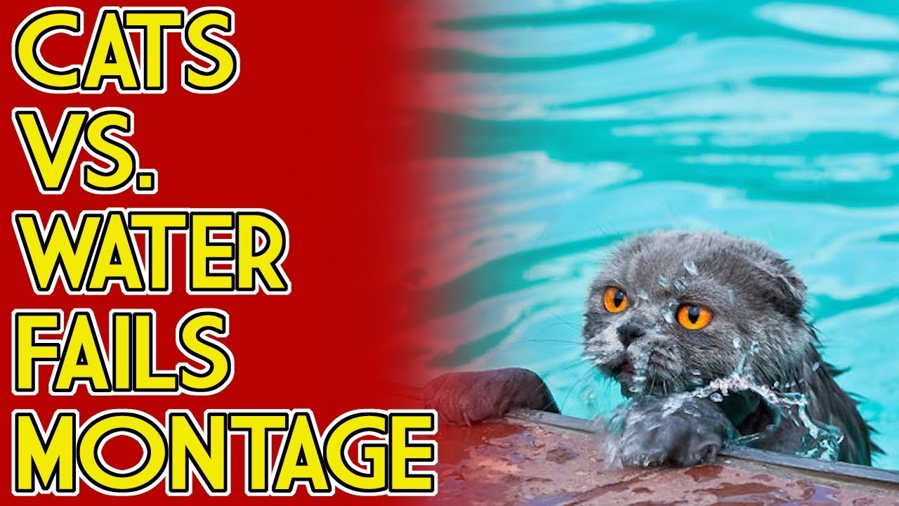 CATS VS. WATER FAILS COMPILATION! FUNNY CATS HATE WATER! YouTube