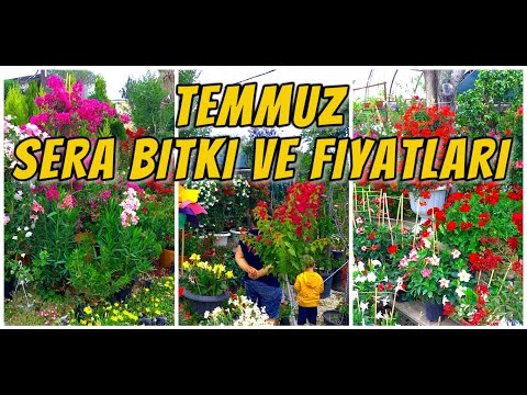 Video: Temmuz Ayında Bir çiçekçi Ne Yapmalı