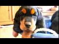 Dog Breeds - Gordon Setter. Dogs 101 Animal Planet の動画、YouTube動画。