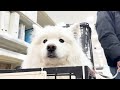 サモエド犬と一緒にお買い物にお出かけしたら