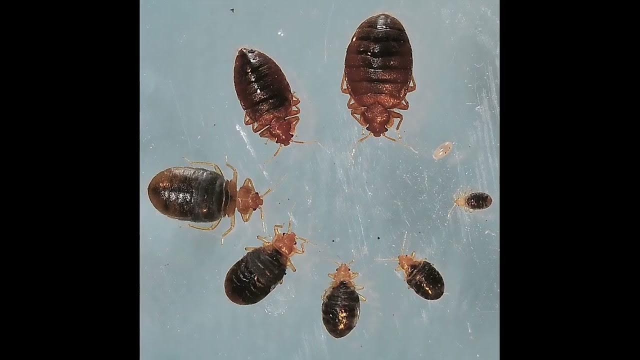 Постельный клоп cimex lectularius (личинки, нимфы). Самка клопа откладывает. Полужесткокрылые постельный клоп. Жук белостома. Клоп белостома.