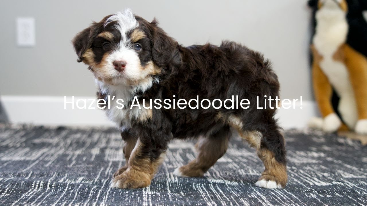 Hazel's Aussiedoodle Litter Name Day!