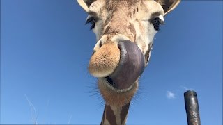 Giraffe Picking Nose with Tongue Through My Sunroof!