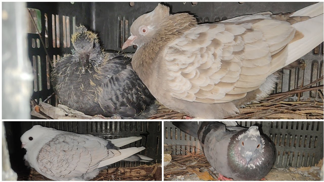 তিন জোড়া কবুতর খোপ থেকে বের হচ্ছে না কেনো 🤔