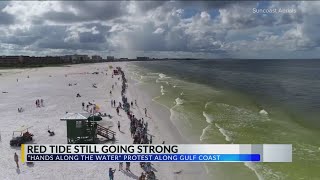 Toxic Red Tide Continuing After Nine Months