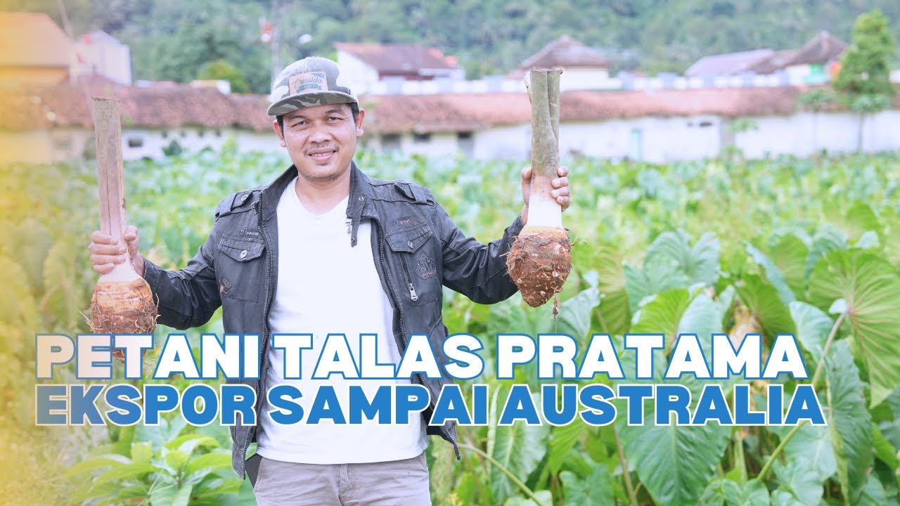 BERHENTI MERANTAU DAN LEBIH UNTUNG DI DESA! PETANI TALAS DAPAT PULUHAN JUTA SEKALI PANEN!! #halobos