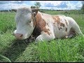 Рацион кормления бычков в 1 год 3 месяца:пастбище или стойло