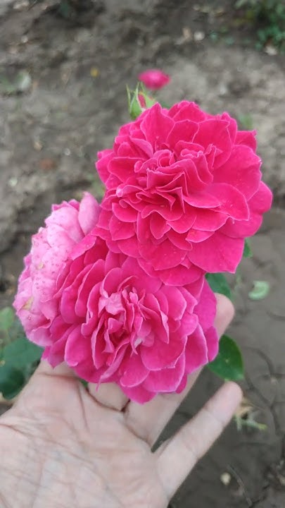 Роза 🌹 флорибунда Домен де Сан де Борегар. - YouTube