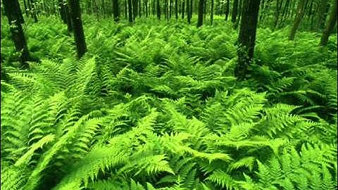 سلمان العتيبي وتلاوة قمة الجمال .. روعه ..