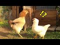 【大ゲンカ】母ニワトリと娘の衝突が激化しました…【ニワトリ飼育】 160話目