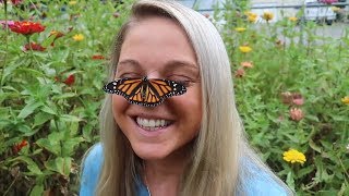 RAISING Monarch Butterflies! AMAZING!!