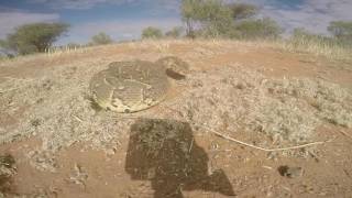 puff adder strike