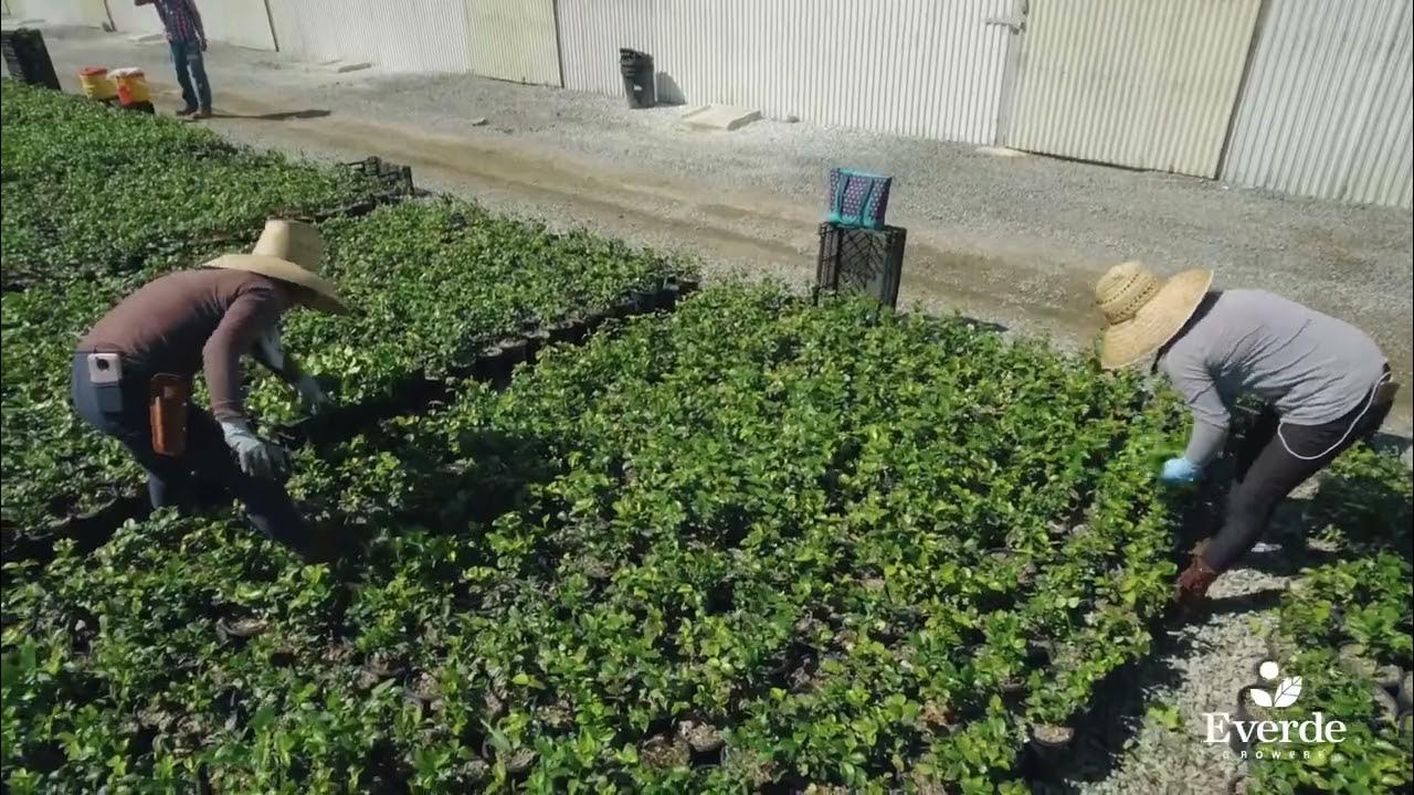 Fallbrook Farm Everde Growers YouTube