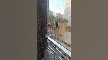 Pigeon net for Balcony near me | lowest Price Delhi Ncr | Call 7840821383 #pigeonnet #pigeonnetting