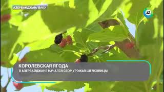 Mulberry season in Azerbaijan: why do entire families participate in the harvest? screenshot 2