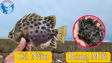 Câu Cá Nâu Bằng Mồi Rong Mứt Siêu Nhạy | Tiến Bens - Fishing