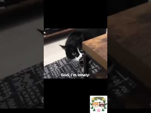 Funny Cats Talking: God, I'm Lonely! #Shorts