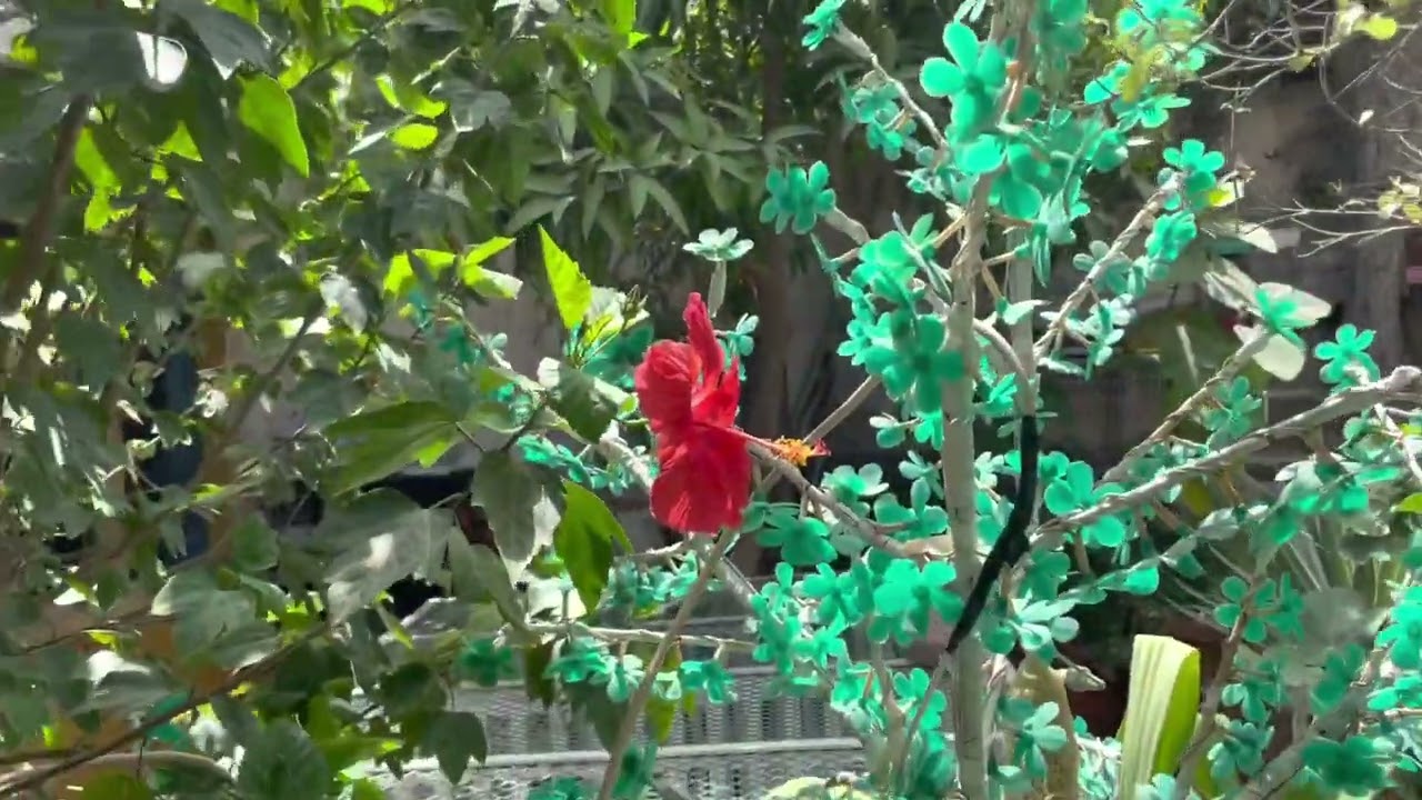 جنة سيهات - ٣