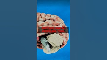 Decode anyone: AI personality insights from psychprofile.io explained.